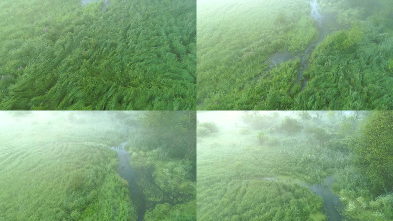 雾蒙蒙的早晨风景绿色沼泽树木空中