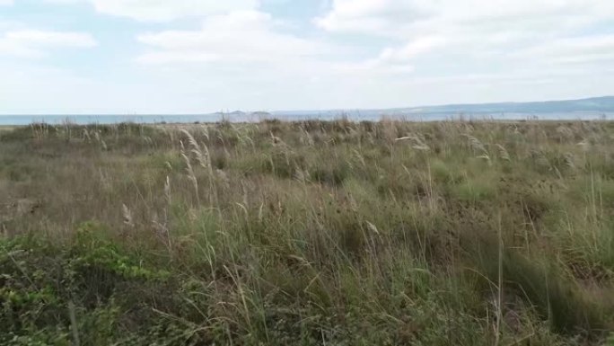 在卡纳卡莱 (Canakkale) 随风摇曳的植物/加里波利 (geliboli) 半岛
卡纳卡莱/