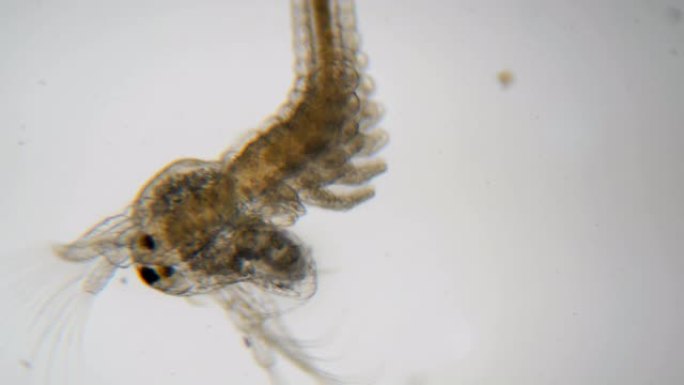 显微镜下的卤虫。特写。卤虫浮游生物，盐水虾在水中游泳。特写。无节幼体和四肢的结构卤虫。甲壳类动物。