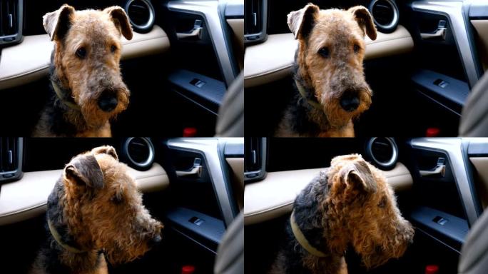 狗品种Airedale小猎犬在车里等着主人。