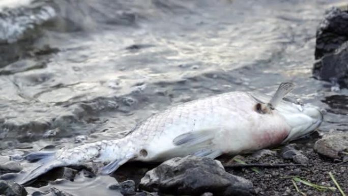 臭味死鱼在受污染的海岸上腐烂，有毒废物危害自然