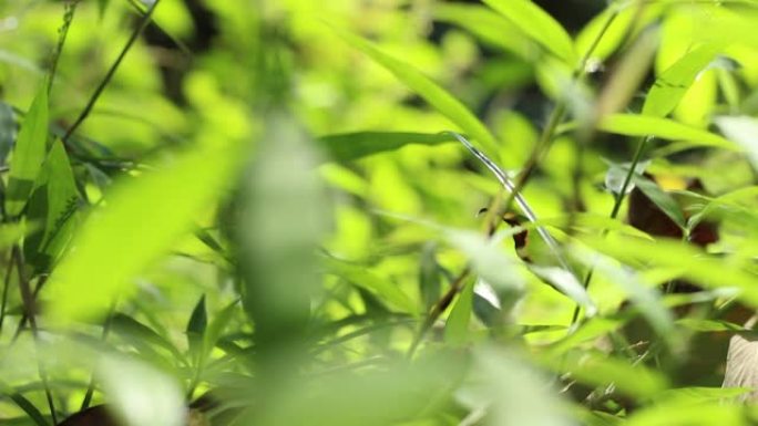 加里曼丹热带雨林，背景模糊和午后阳光。一小撮阳光从旷野的树叶一角出现。