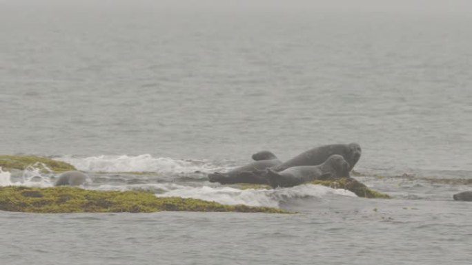 斑海豹 (Phoca vitulina stejnegeri)