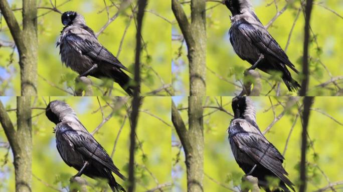 戴兜帽的乌鸦坐在树上洗澡后清洁羽毛