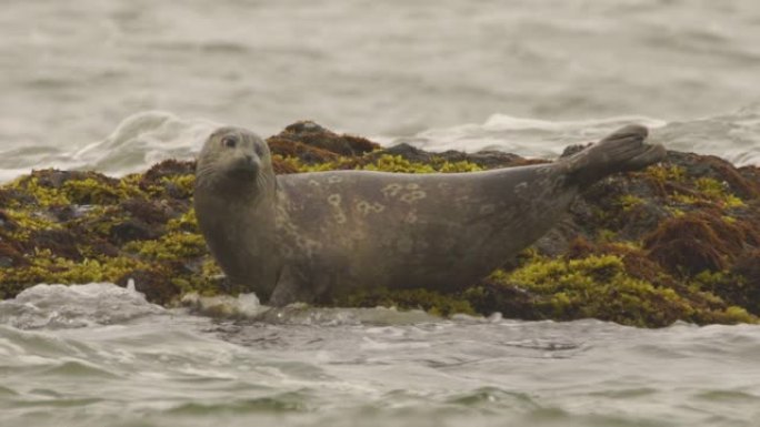 斑海豹 (Phoca vitulina stejnegeri)