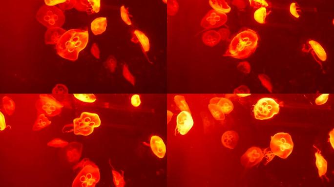 许多红色发光的水母在红色背景上游泳