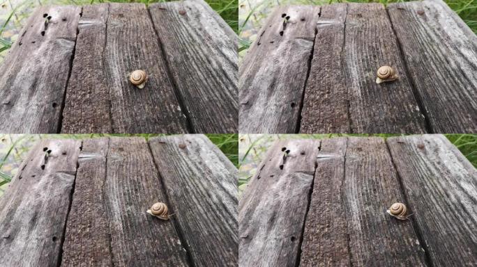 蜗牛在木制表面上移动