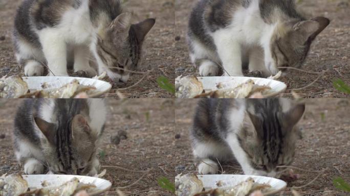 流浪猫在吃鱼刺