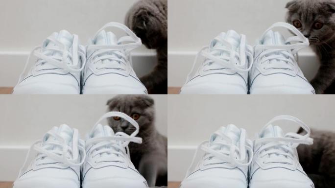 垂耳猫玩鞋带的英国小猫
