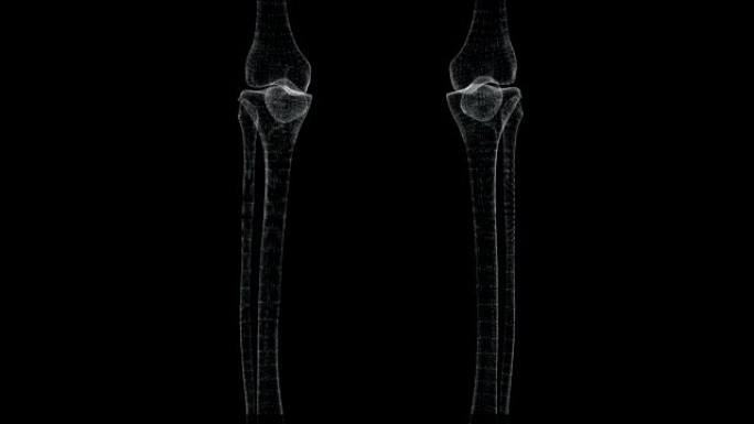 骨盆和腿部骨骼的全息图在屏幕循环中通过