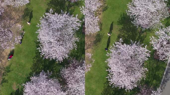 上海辰山植物园的樱花开了