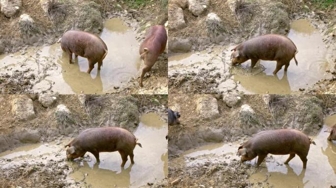 西班牙dehesa草原上的黑伊比利亚猪的慢动作