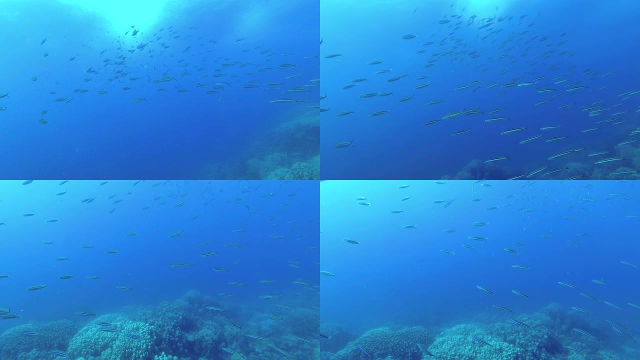 慢镜头-成群的燧发枪在蓝色的水里游过珊瑚。纤长的燧发目-裸眼目，水下射击，