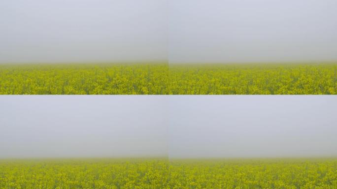 在雾蒙蒙的早晨拍摄的美丽的油菜籽植物田地