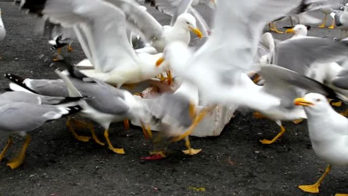 海鸥鸟成群结队地吃鱼渣。自然声音