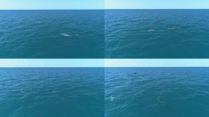 一群海豚跳出水面。海豚追逐鱼。海边的暑假