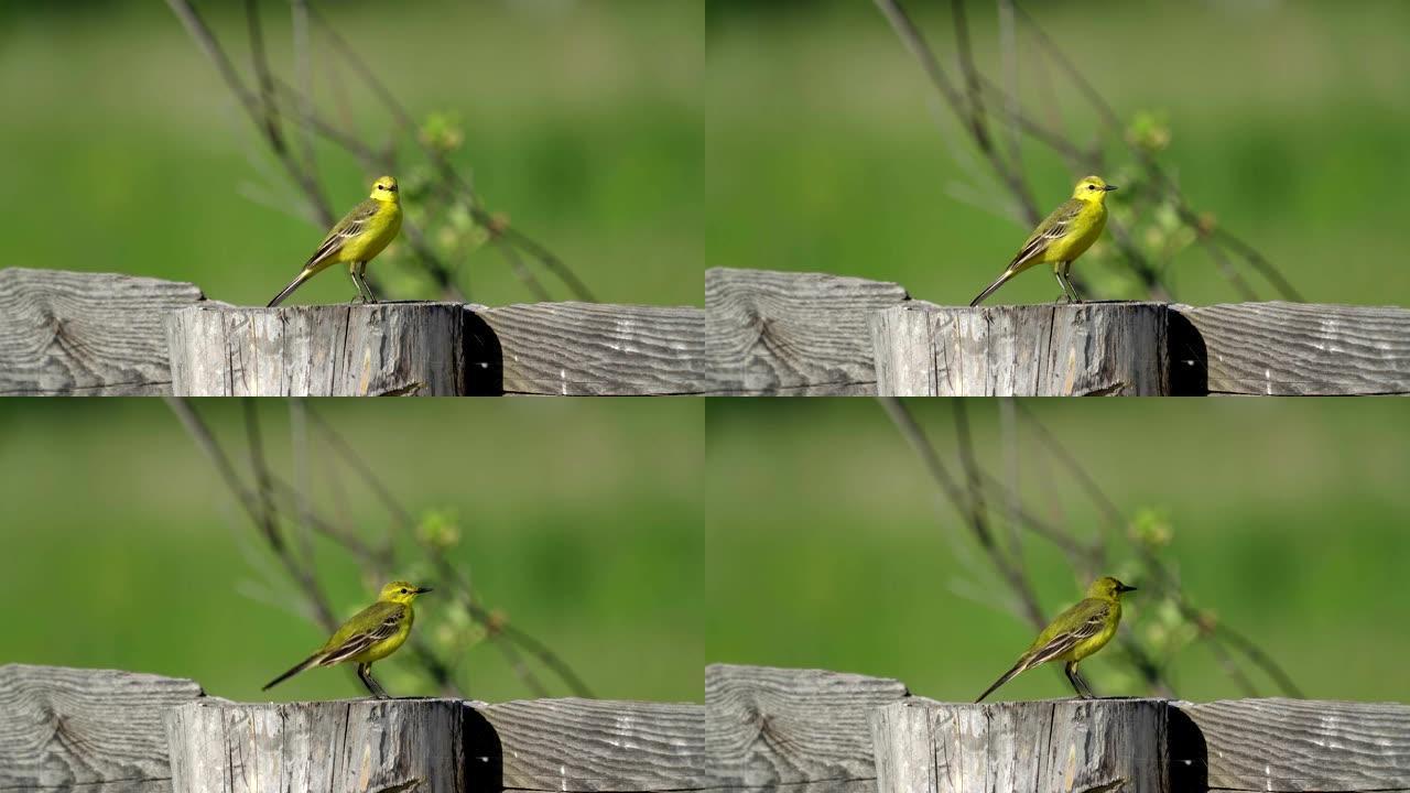 黄鸟黄莺坐在木栅栏上。