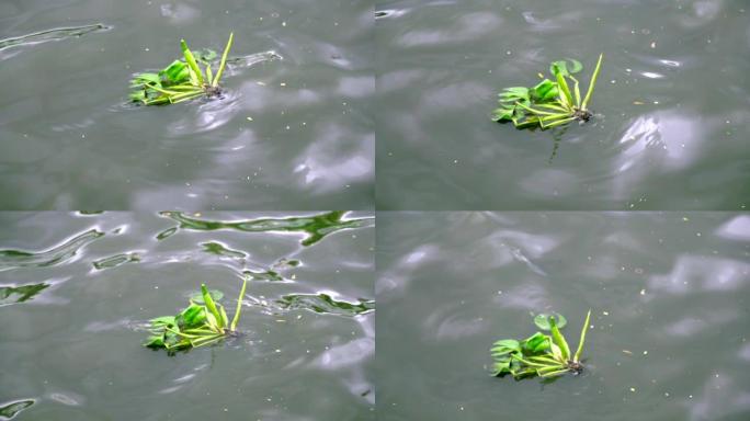 慢动作水葫芦在腐烂的运河水中。