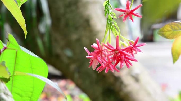 关闭花园中的红色花朵与模糊的绿色背景