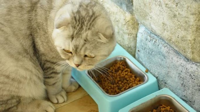 棕色的猫正在吃塑料托盘中的加工食品。