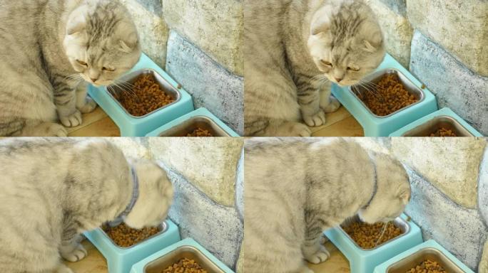 棕色的猫正在吃塑料托盘中的加工食品。