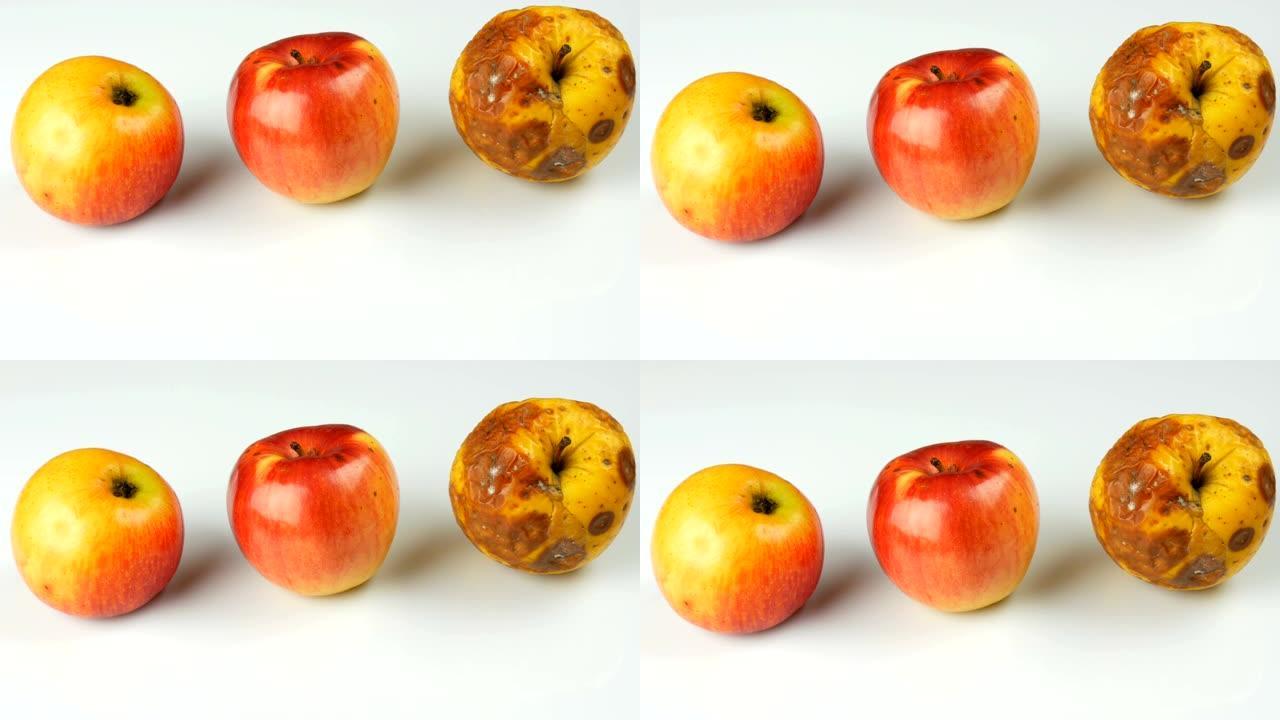 五彩腐烂变质的成熟苹果和一个成熟的苹果