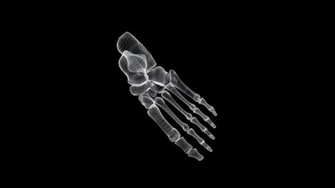 人类脚部骨骼结构的全息图屏幕