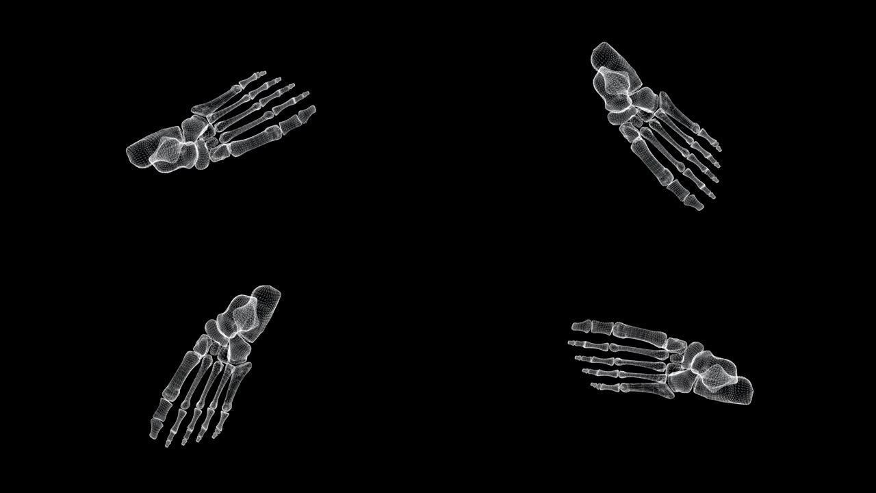 人类脚部骨骼结构的全息图屏幕