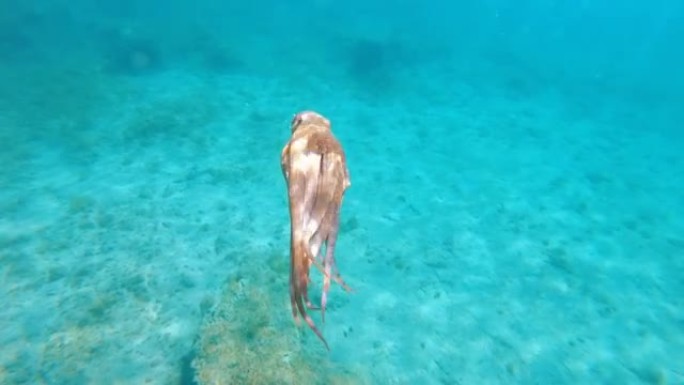 一只在海里游泳的章鱼