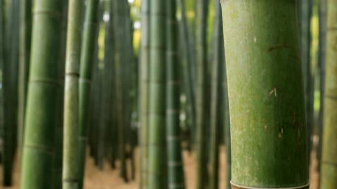 镰仓神奈川手持设备后国寺的竹林