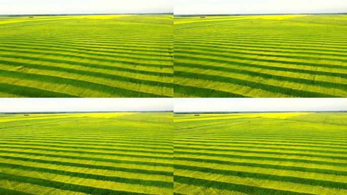 农田空中前进中的油菜籽和小麦的黄色和绿色线
