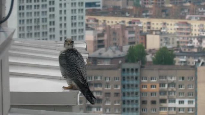 市中心的猎鹰坐在摩天大楼的屋檐上。鹰派以城市房地产为背景。城市中的动物生活。