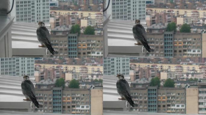 市中心的猎鹰坐在摩天大楼的屋檐上。鹰派以城市房地产为背景。城市中的动物生活。