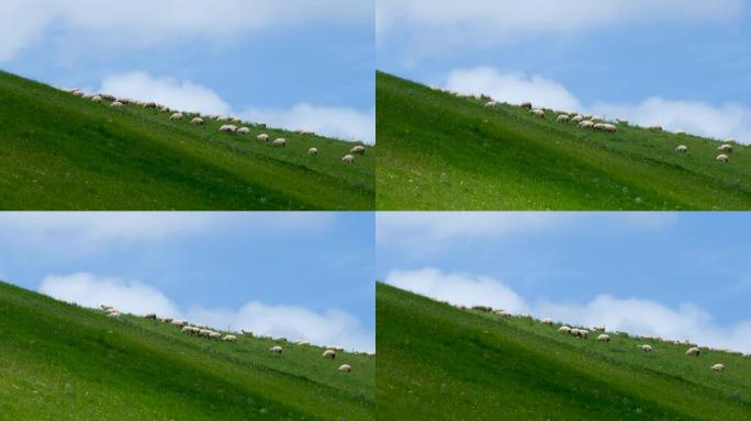 田野里放牧的羊群