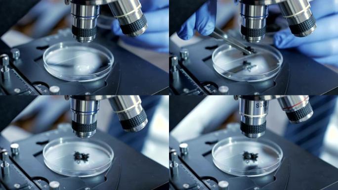 实验室里的科学家通过分析土壤来收集DNA。在实验室进行科学研究的高级男性研究员。分析，dna，生物，