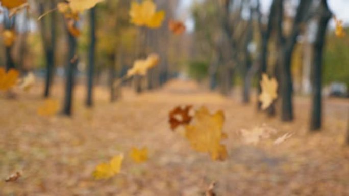 秋日空城公园的景色。关闭彩色树叶慢慢落到地面。公园的小巷覆盖着黄色的叶子。美丽的秋天风景。慢动作