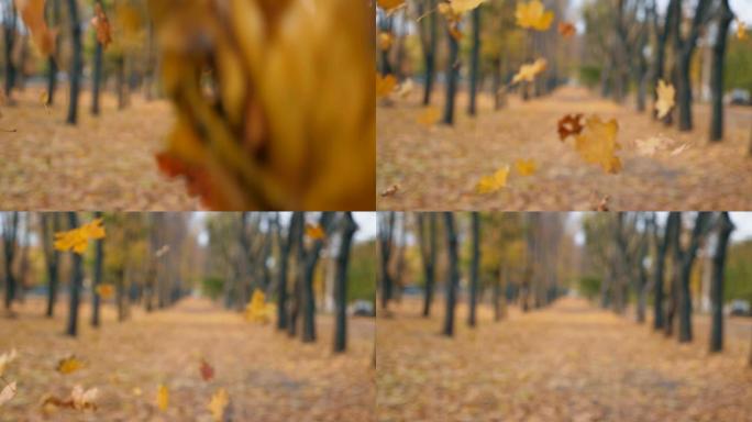 秋日空城公园的景色。关闭彩色树叶慢慢落到地面。公园的小巷覆盖着黄色的叶子。美丽的秋天风景。慢动作