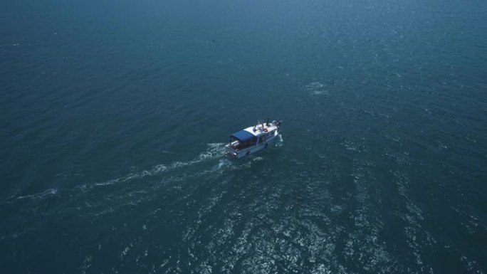 空中: 一群海豚在船旁边跳出水面。海豚在船前游泳。海豚追逐鱼。海边的暑假。