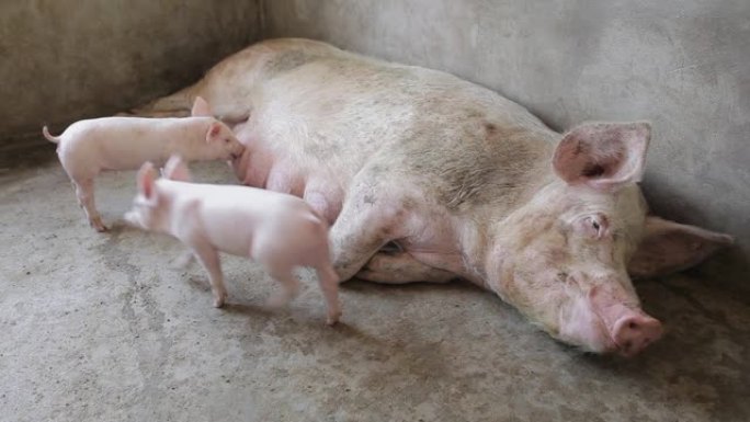 粉红仔猪及其母猪农场，陕西西安，中国