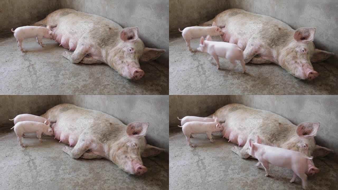 粉红仔猪及其母猪农场，陕西西安，中国