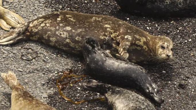 斑海豹 (Phoca vitulina stejnegeri)