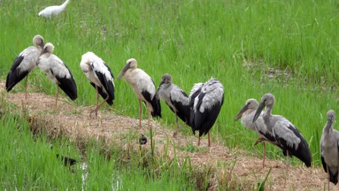 亚洲开放喙学名: 吻合术occitans持有鹳科 (Ciconiidae) 是该科的一种小型鸟类。