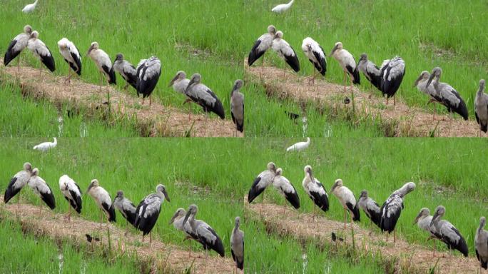 亚洲开放喙学名: 吻合术occitans持有鹳科 (Ciconiidae) 是该科的一种小型鸟类。