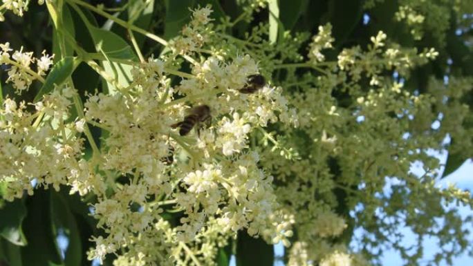 树枝上的蜜蜂，夏天的花朵