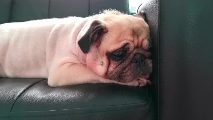 可爱的胖小狗懒惰的哈巴狗在懒散的时候在家沙发上休息打鼾