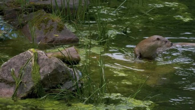 水獭游到岩石上