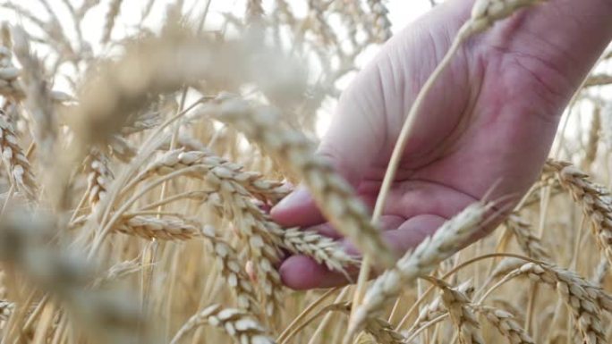 农场工人的手检查小麦的成熟度或病穗