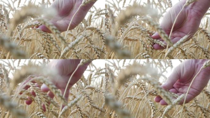 农场工人的手检查小麦的成熟度或病穗