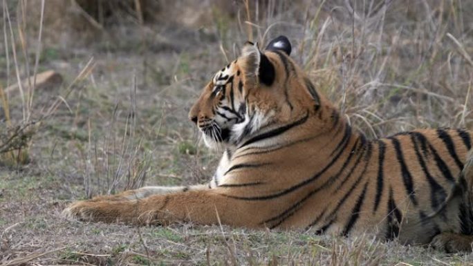 在印度的tadoba老虎保护区放下的一只幼虎幼崽的特写