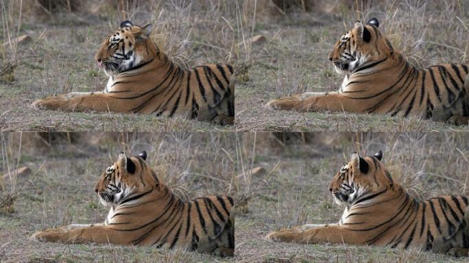 在印度的tadoba老虎保护区放下的一只幼虎幼崽的特写